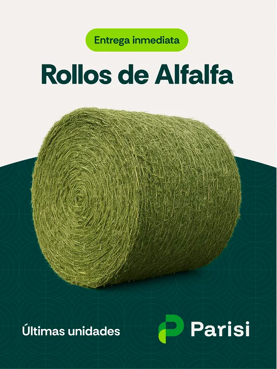 Pieza de campaña de Parisi